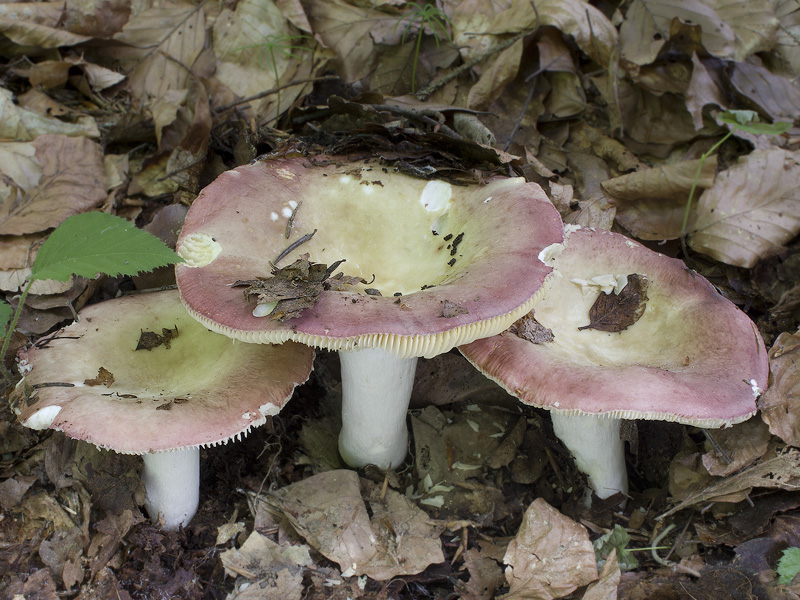 Russula curtipes